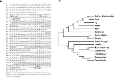 Cloning, distribution, and effects of growth regulation of MC3R and MC4R in red crucian carp (Carassius auratus red var.)